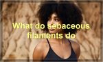 What do sebaceous filaments do